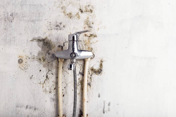 Best Certified Mold Removal  in Champlin, MN