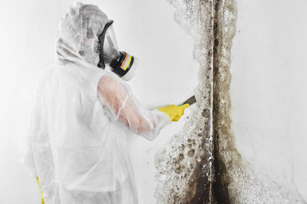 Best Professional Mold Removal  in Champlin, MN