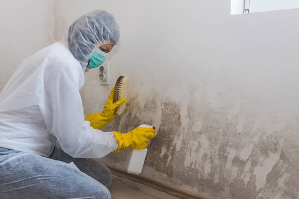 Best Mold Testing and Removal  in Champlin, MN