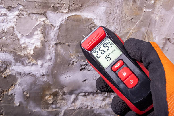 Best Affordable Mold Removal  in Champlin, MN