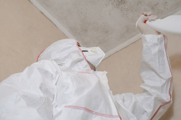 Best Commercial Mold Removal  in Champlin, MN