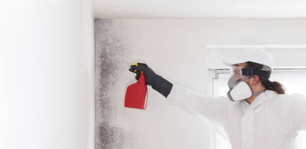Best Local Mold Removal Service  in Champlin, MN