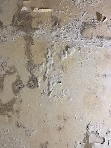 Mold Removal Process in Champlin, MN