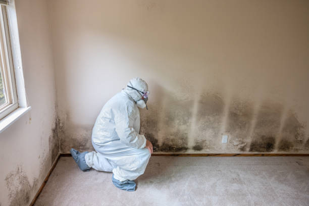 Best Mold Removal Process  in Champlin, MN