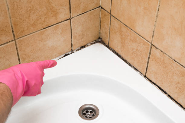 Best Affordable Mold Removal  in Champlin, MN