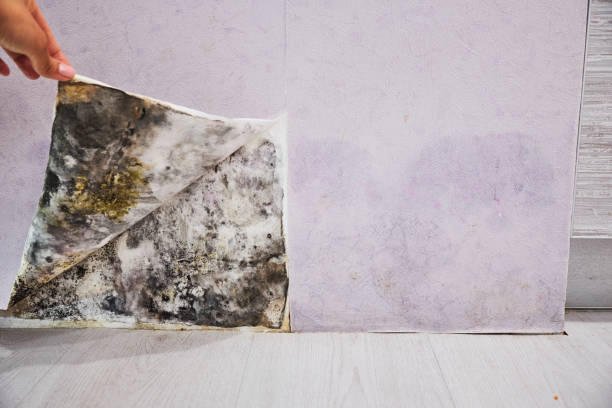Best Mold Cleaning Services  in Champlin, MN